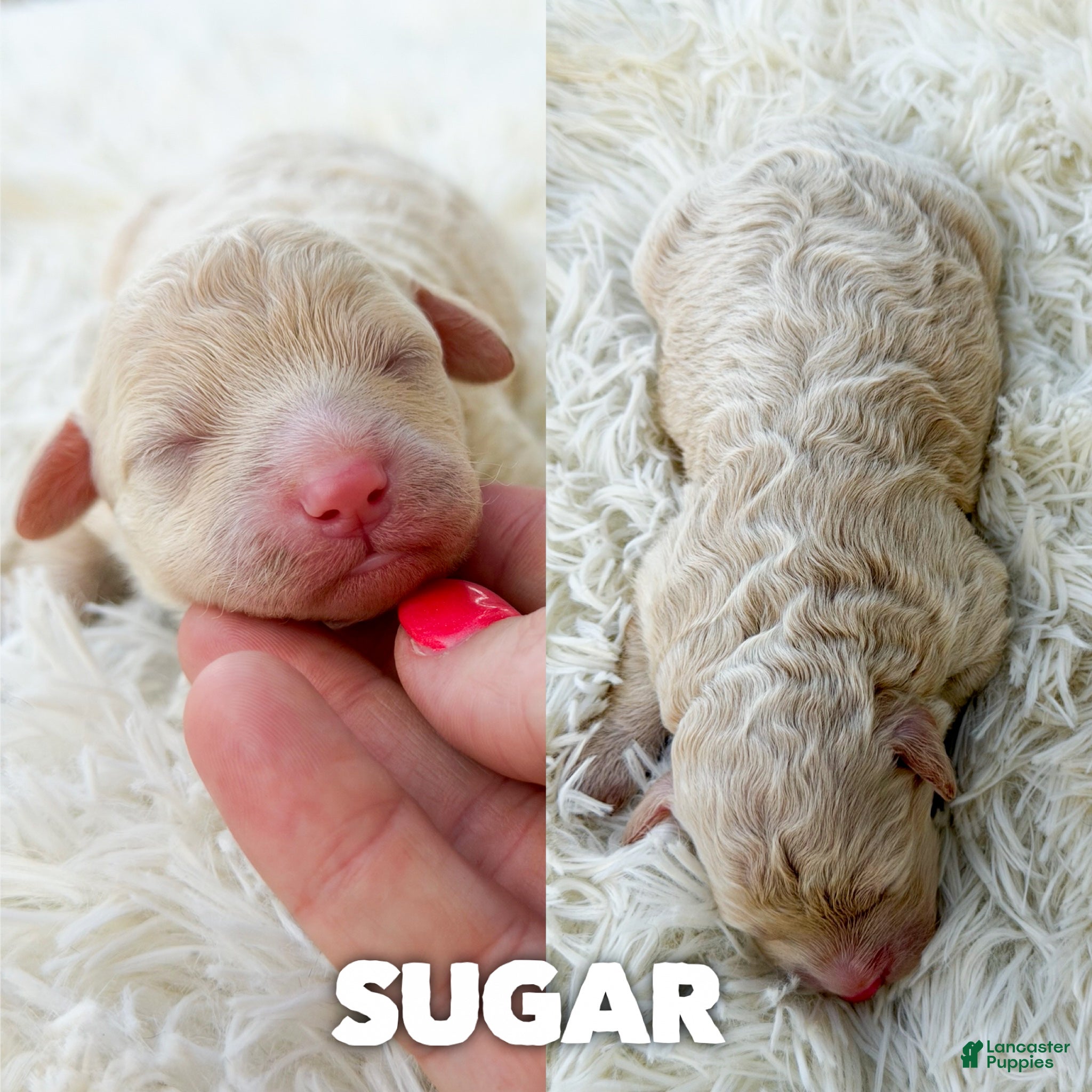 Mini Aussiedoodle dogs Sugar - Micro Mini F1b - Ad 30