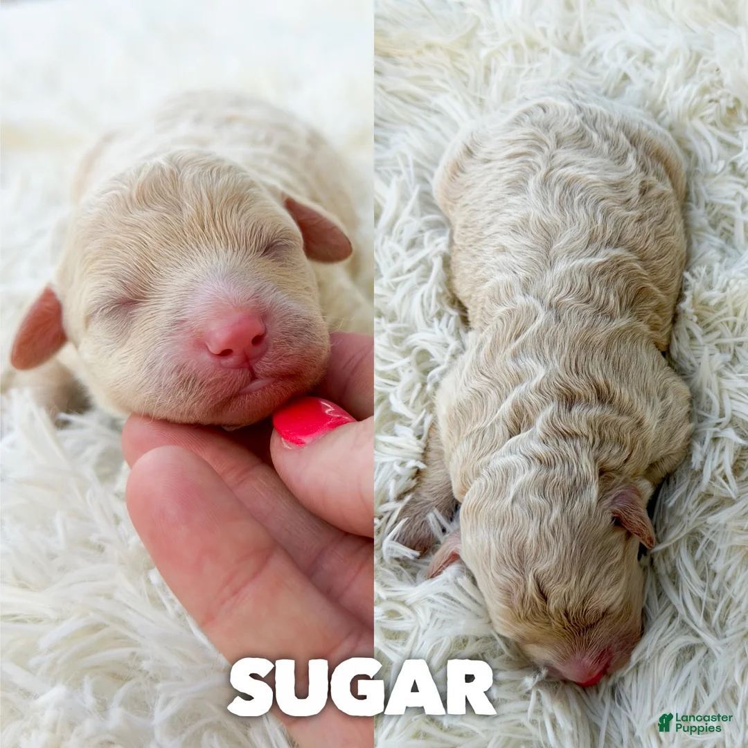 Mini Aussiedoodle dogs for sale: Sugar - Micro Mini F1b - Ad 1