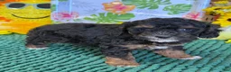Cockapoo dogs for sale: Cooper - Ad 3