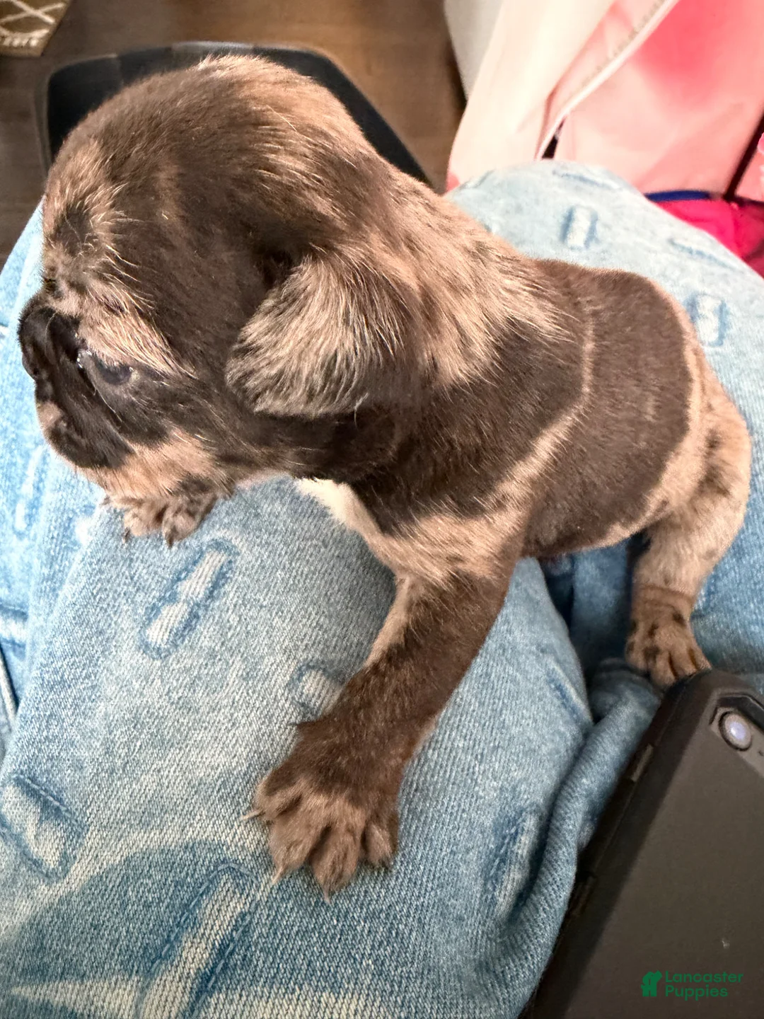French Bulldog dogs for sale: French Bulldog Puppy 1 - Ad 1