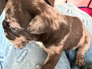 French Bulldog dogs French Bulldog Puppy 1 - Ad 36