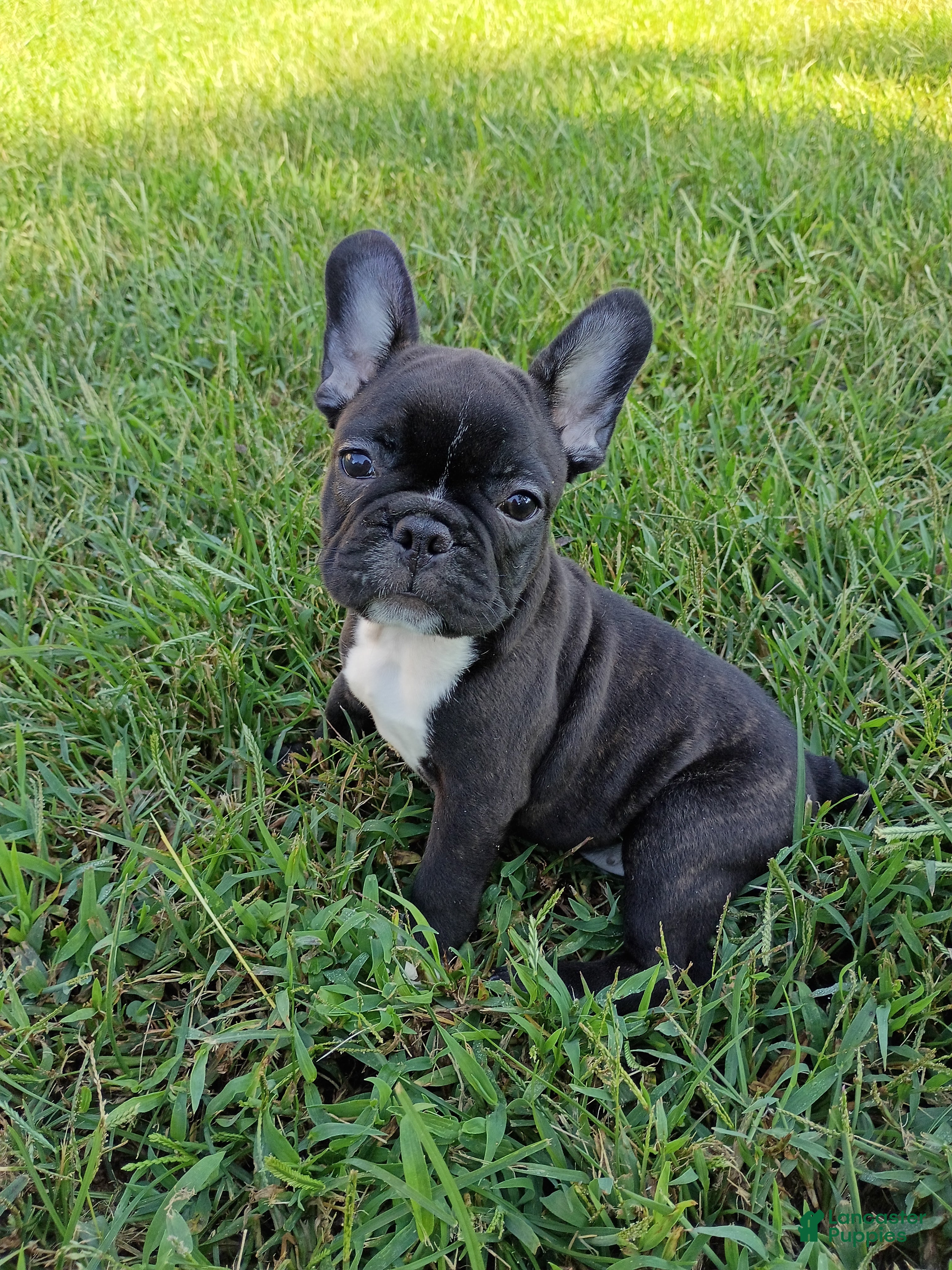 Mixed Breed dogs Storm - Ad 1