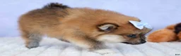 Pomeranian dogs for sale: Flossie  - Ad 18