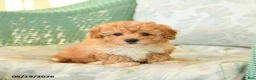 Maltipoo dogs for sale: Willow - Ad 2