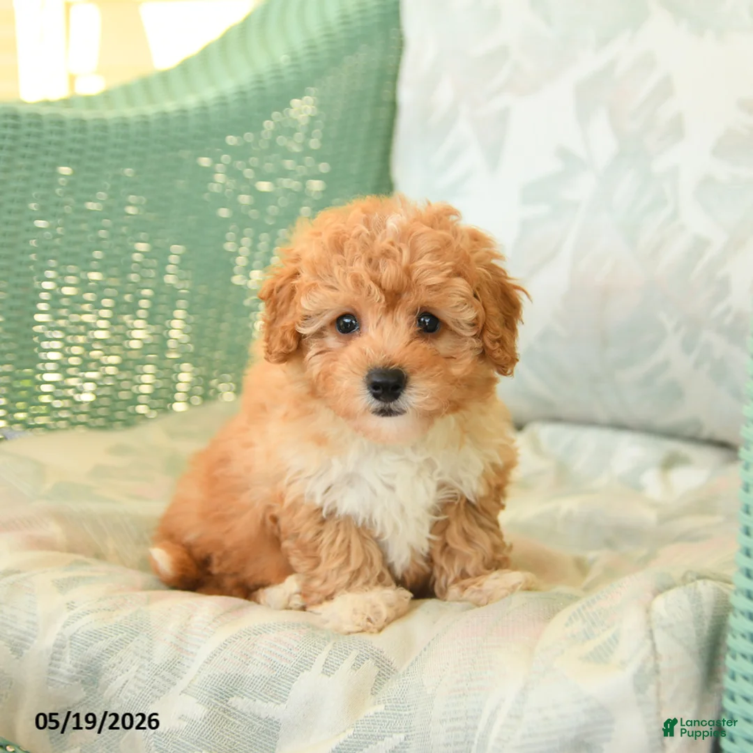Maltipoo dogs for sale: Willow - Ad 2