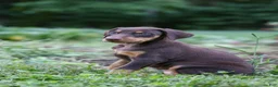 Doberman Pinscher dogs for sale: FLORENCE - Ad 3