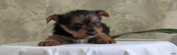 Yorkshire Terrier dogs for sale: Zoey - Ad 6