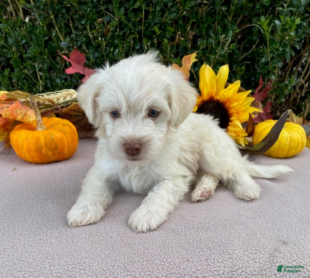 Miniature Labradoodle dogs for sale: Kermit - Ad 1