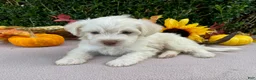 Miniature Labradoodle dogs for sale: Kermit - Ad 1