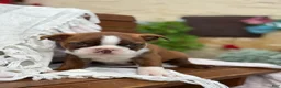 Boston Terrier dogs for sale: Kelli - Ad 14