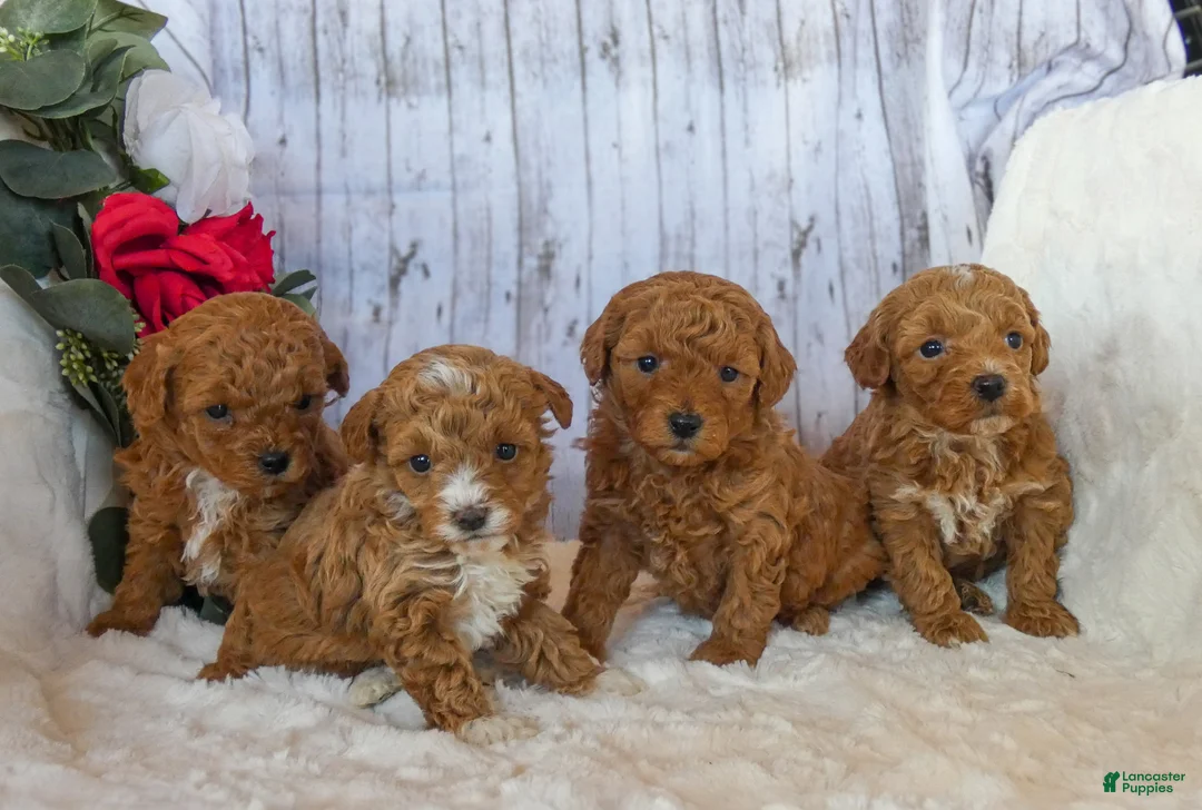 Miniature Poodle dogs for sale: Huck - Ad 2