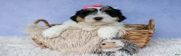Teddy Bear dogs for sale: TINA - Ad 3