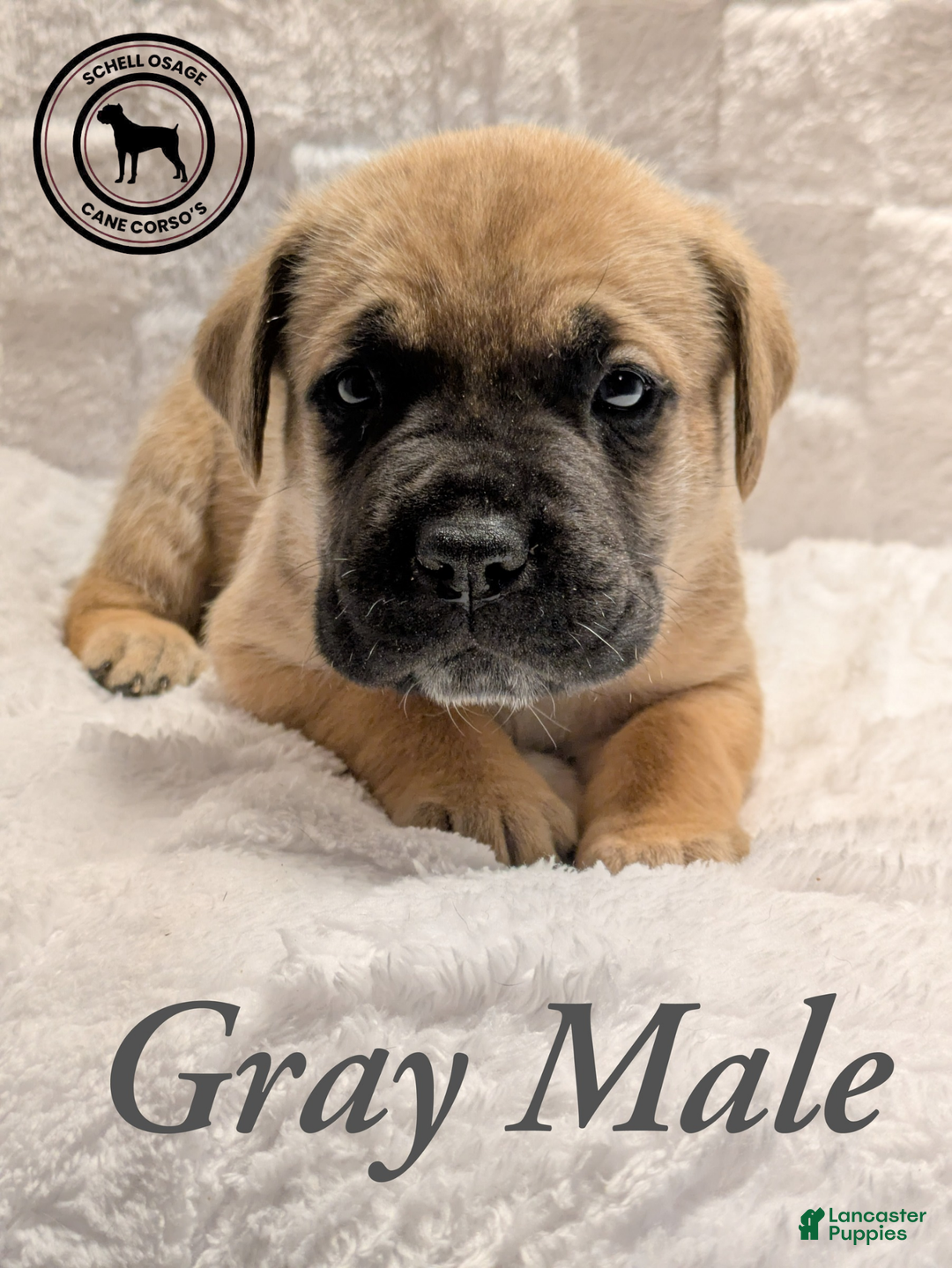 Cane Corso dogs for sale: Gray - Ad 1
