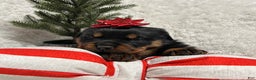 Rottweiler dogs for sale: Skye - Ad 3