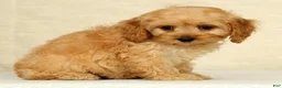 Cockapoo dogs for sale: Pumpkin - Ad 3