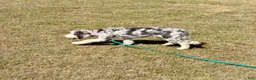 Mini Sheepadoodle dogs for sale: Mini Sheepadoodle 1 - Ad 4