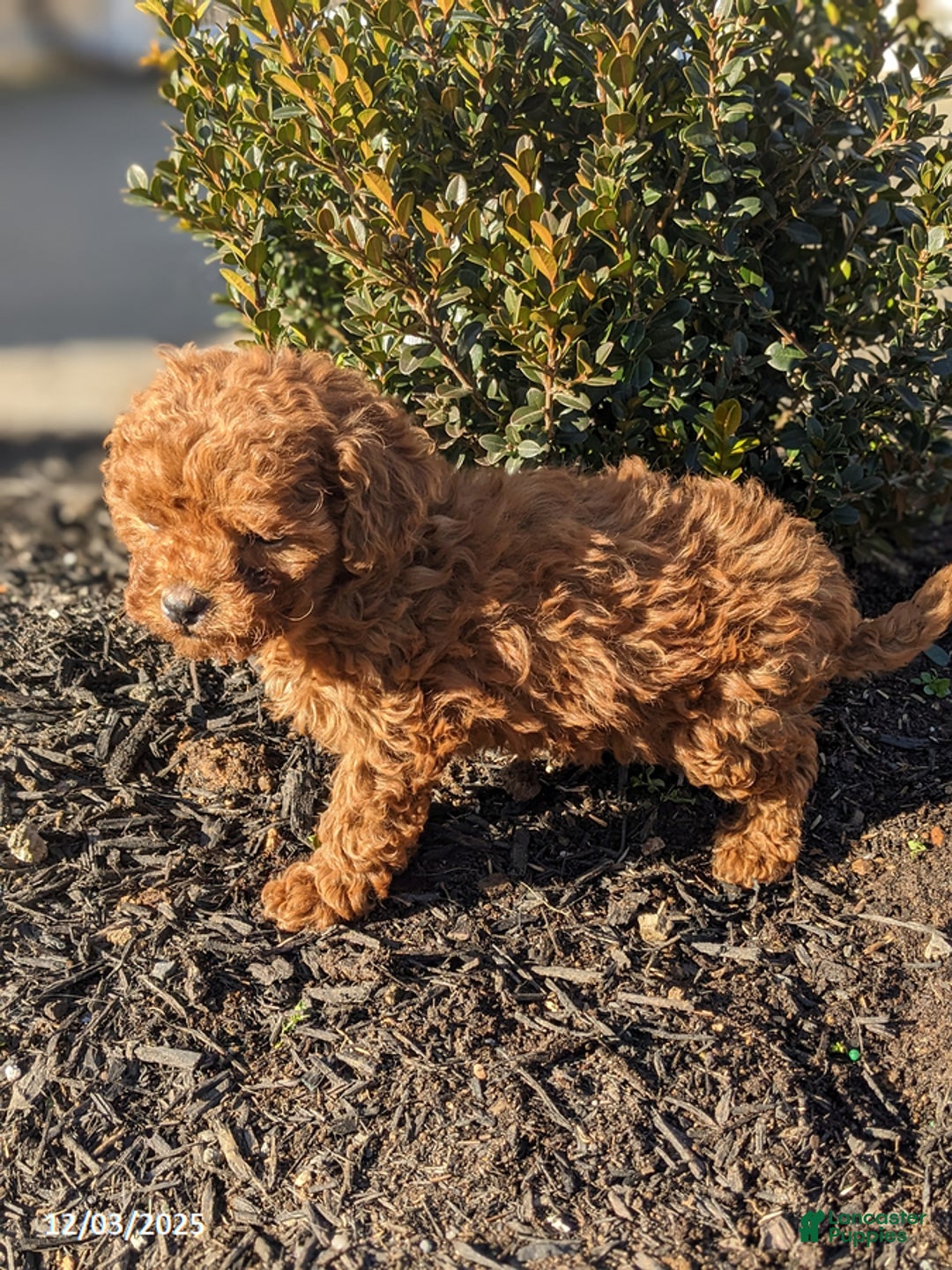Miniature Poodle dogs for sale: Cupcake - Ad 4