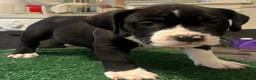 American Bully dogs for sale: American Bully 3 - Ad 2