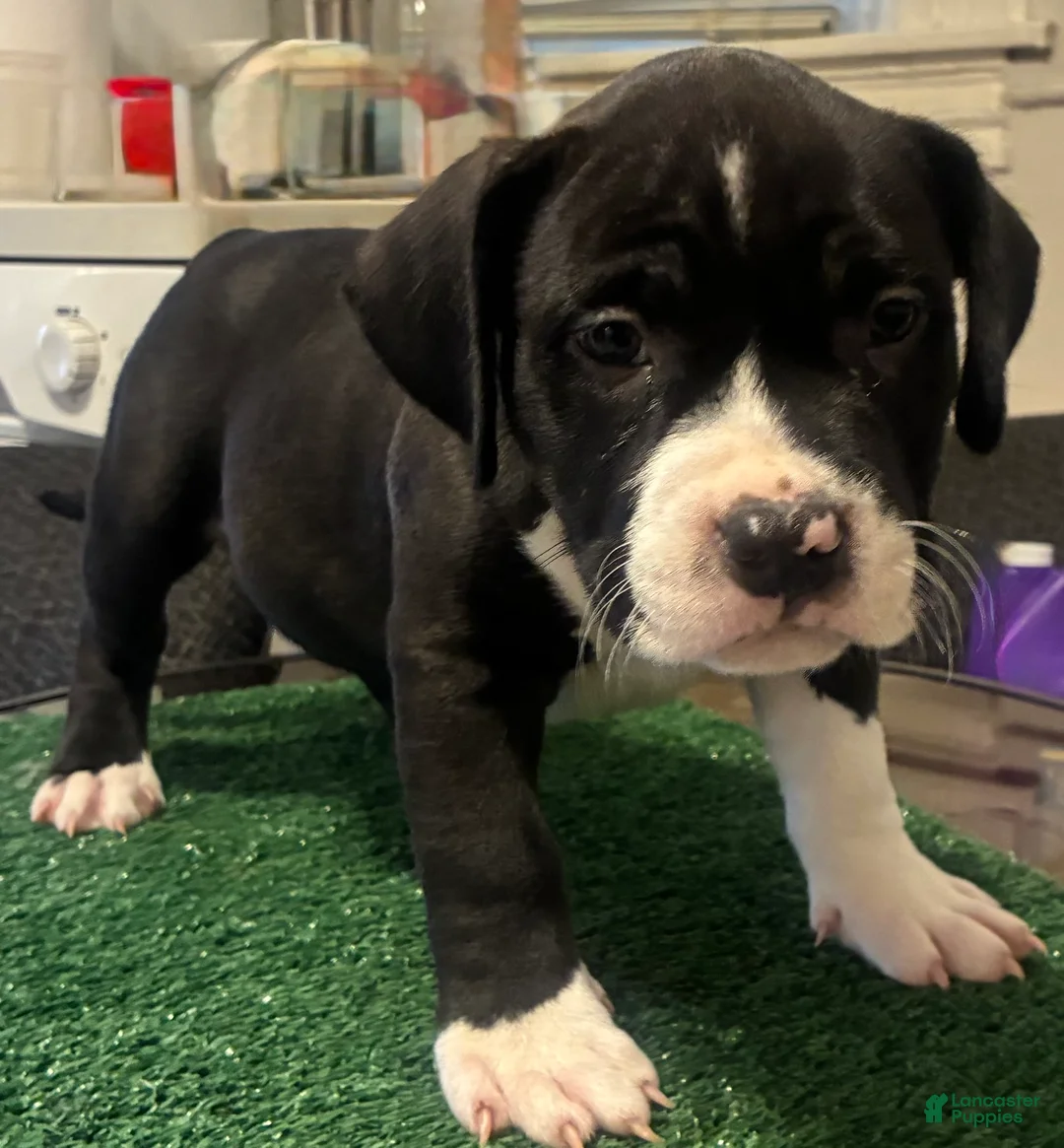 American Bully dogs for sale: American Bully 3 - Ad 2