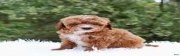 Cavapoo dogs for sale: Mr. Randall - Ad 4