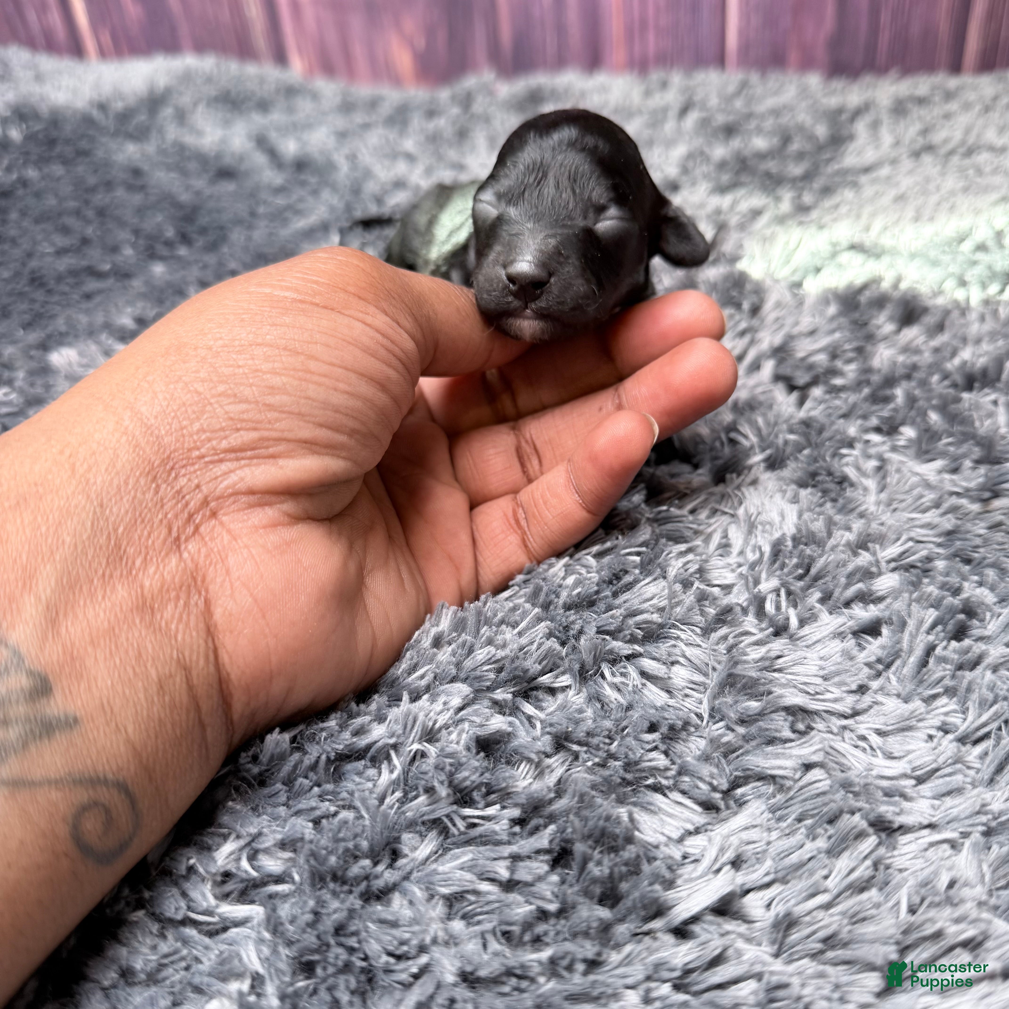 Miniature Poodle dogs Connie - Ad 21