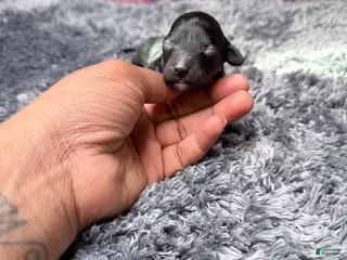 Miniature Poodle dogs Connie - Ad 6