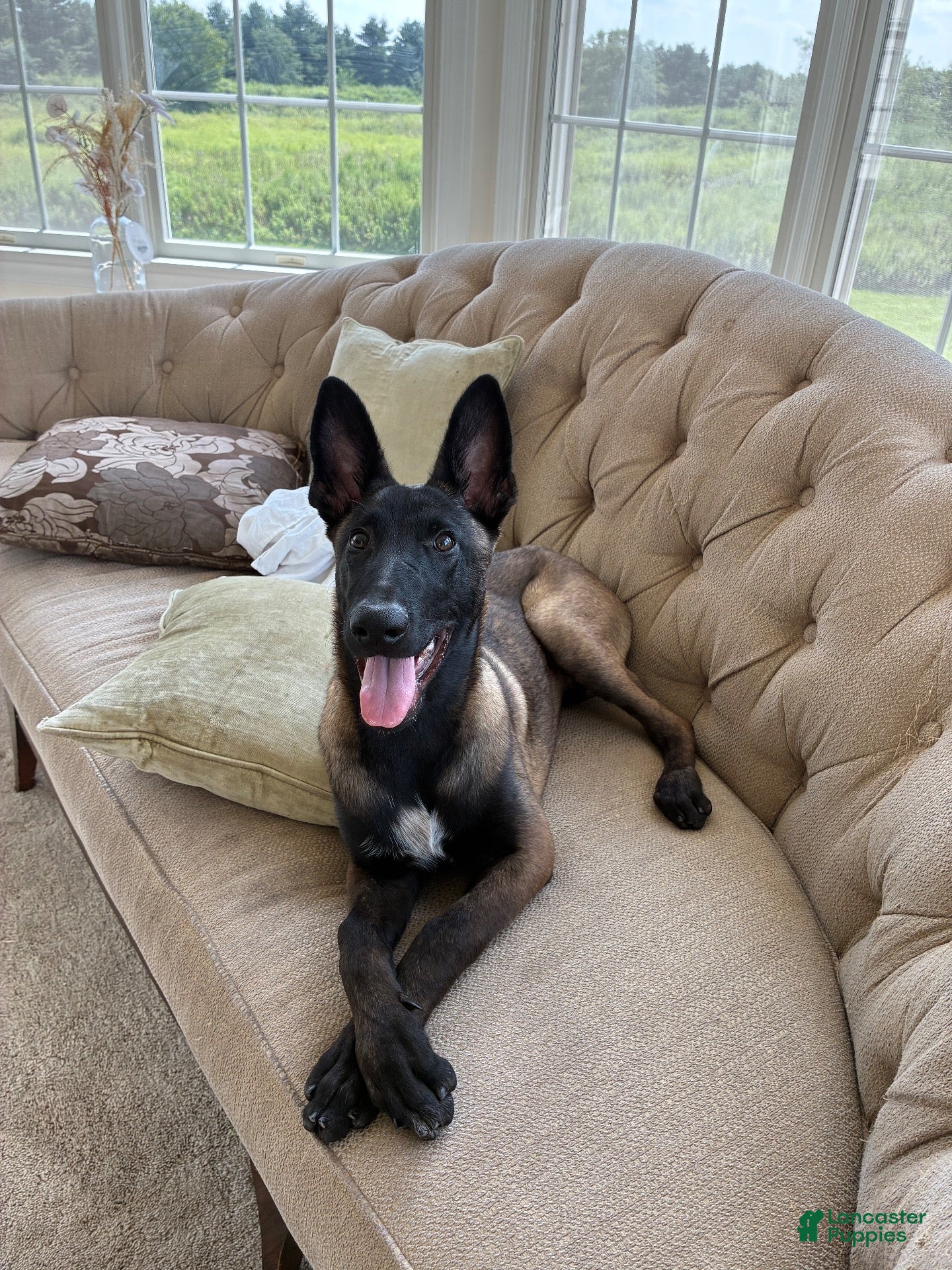 Belgian Malinois dogs for sale: Belgian Malinois 1 - Ad 42