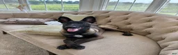 Belgian Malinois dogs for sale: Belgian Malinois 1 - Ad 1