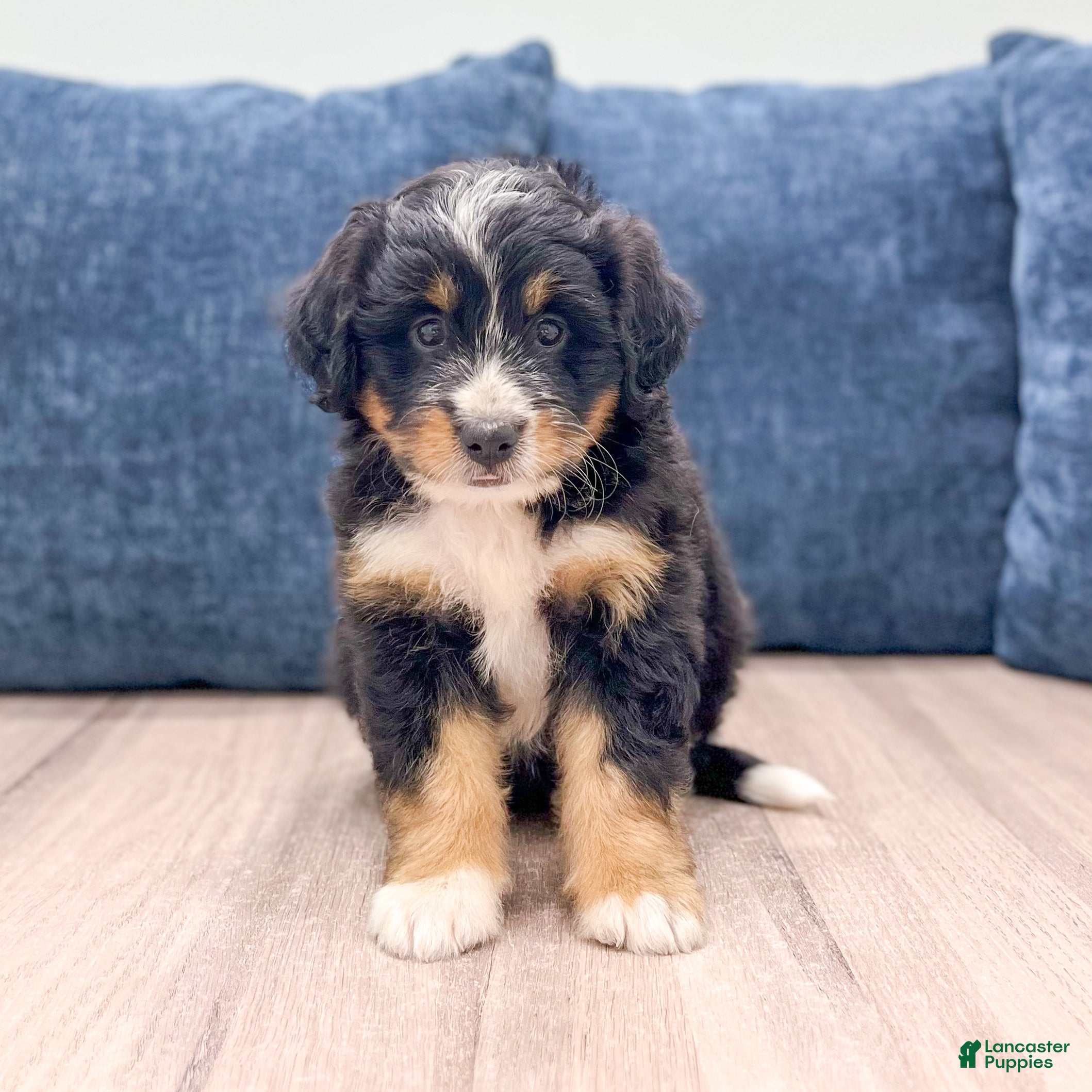 Mini Bernedoodle dogs Trixie - Ad 1