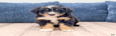 Trixie