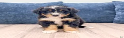 Mini Bernedoodle dogs for sale: Trixie - Ad 1