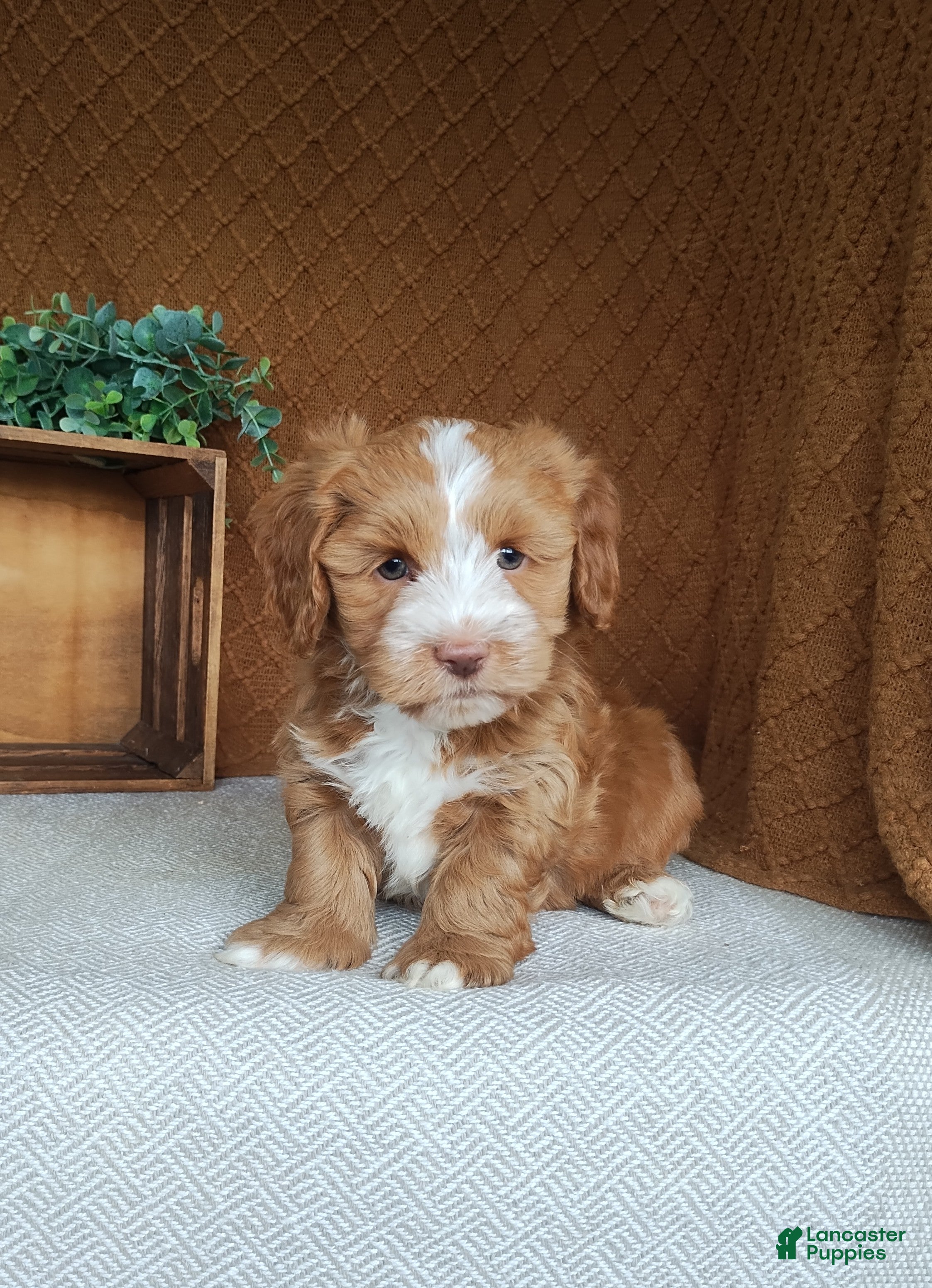 Havanese dogs Evan - Ad 2