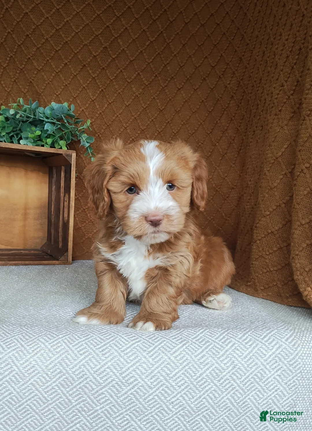 Havanese dogs for sale: Evan - Ad 2