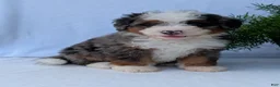 Mini Bernedoodle dogs for sale: Mini Louie  - Ad 9