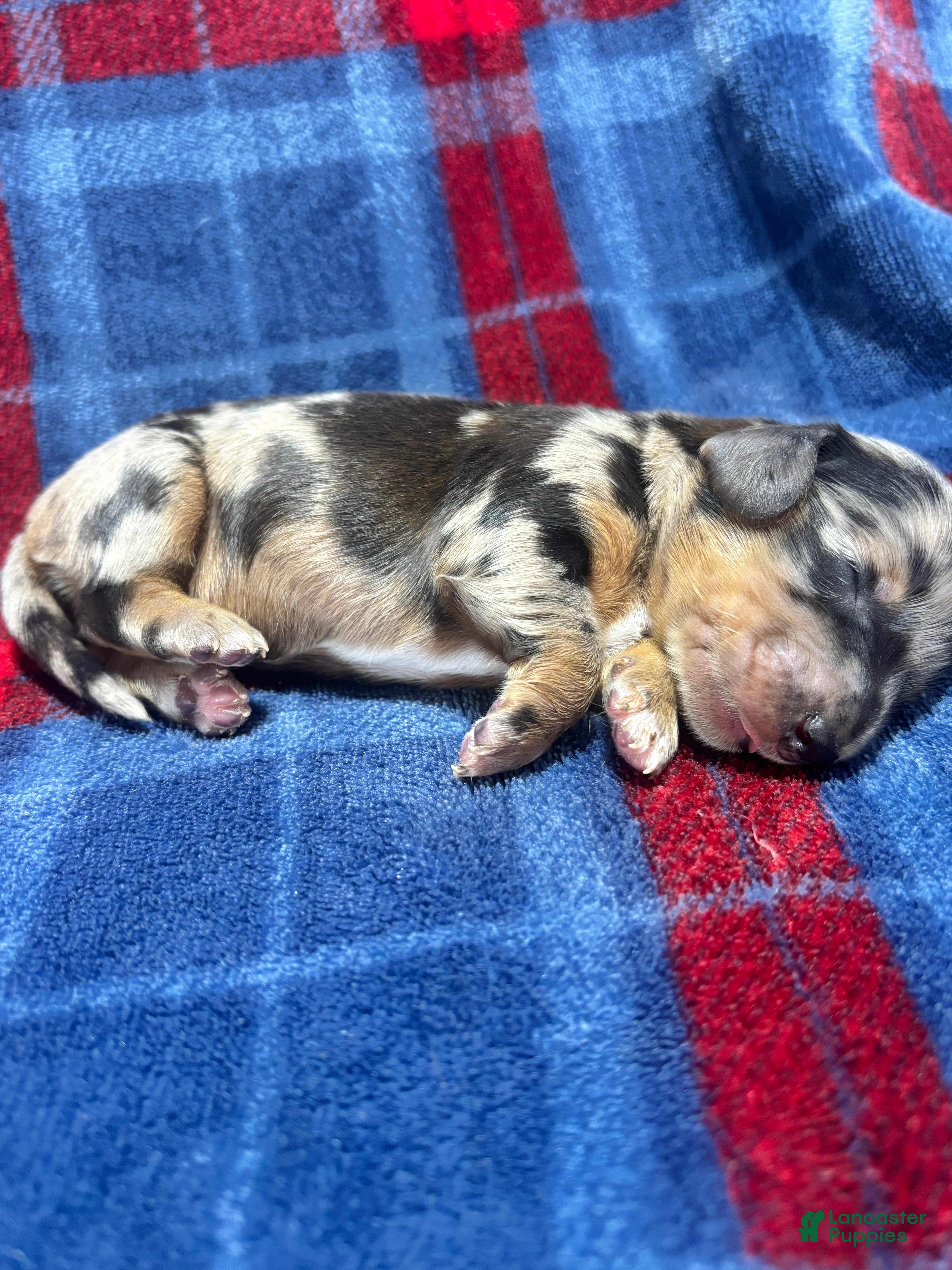 Dachshund dogs Dachshund 3 - Ad 2