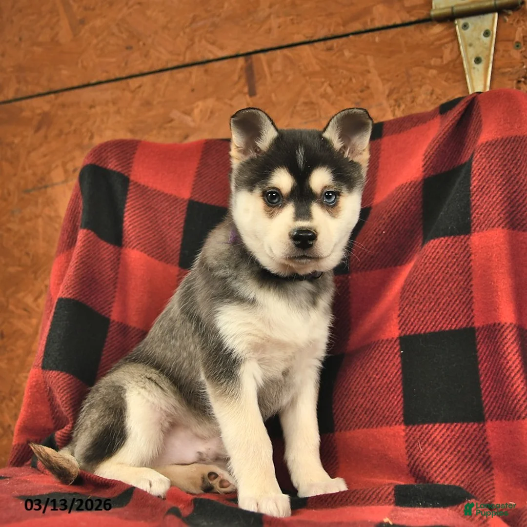 Alaskan Klee Kai dogs for sale: Yukon  - Ad 2