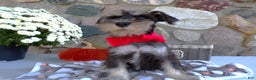 Miniature Schnauzer dogs for sale: Miniature Schnauzer Puppy 1 Chloe - Ad 2