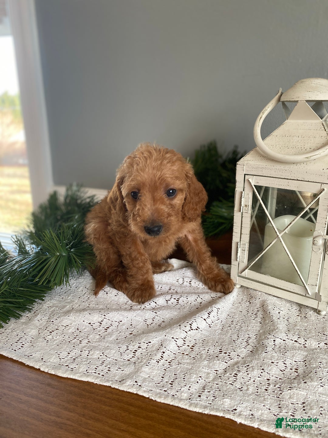 Mixed Breed dogs for sale: Noelle - Ad 2