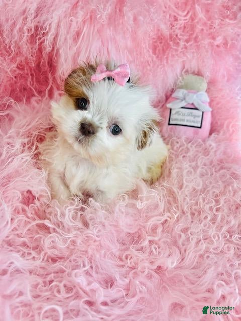 Shih Tzu dogs Shih Tzu Puppy 1 - Ad 1