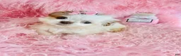 Shih Tzu dogs for sale: Shih Tzu Puppy 1 - Ad 1