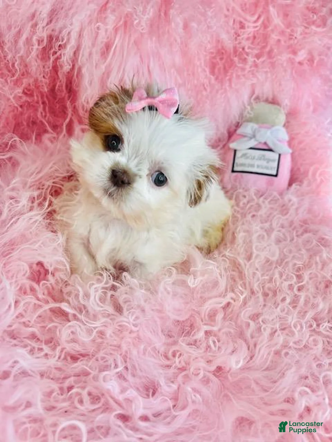 Shih Tzu dogs for sale: Shih Tzu Puppy 1 - Ad 1