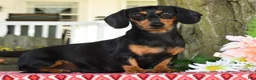 Miniature Dachshund dogs for sale: Victor - Ad 10