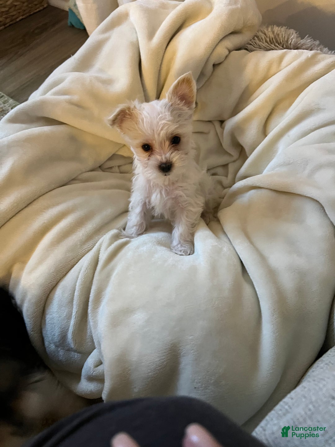 Yorkshire Terrier dogs for sale: Yorkshire Terrier Puppy 1 - Ad 1