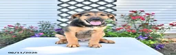 Golden Shepherd dogs for sale: Rascal - Ad 5