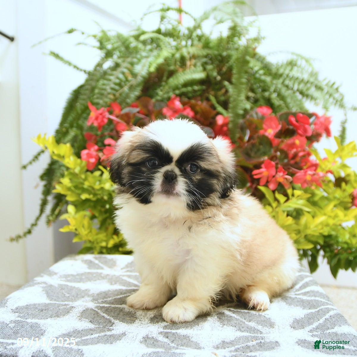 Teacup Pekingese Pekingese Dog For Sale Near Me Pekingese