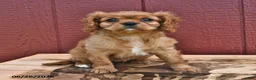 Cavalier King Charles Spaniel dogs for sale: Ginger - Ad 1