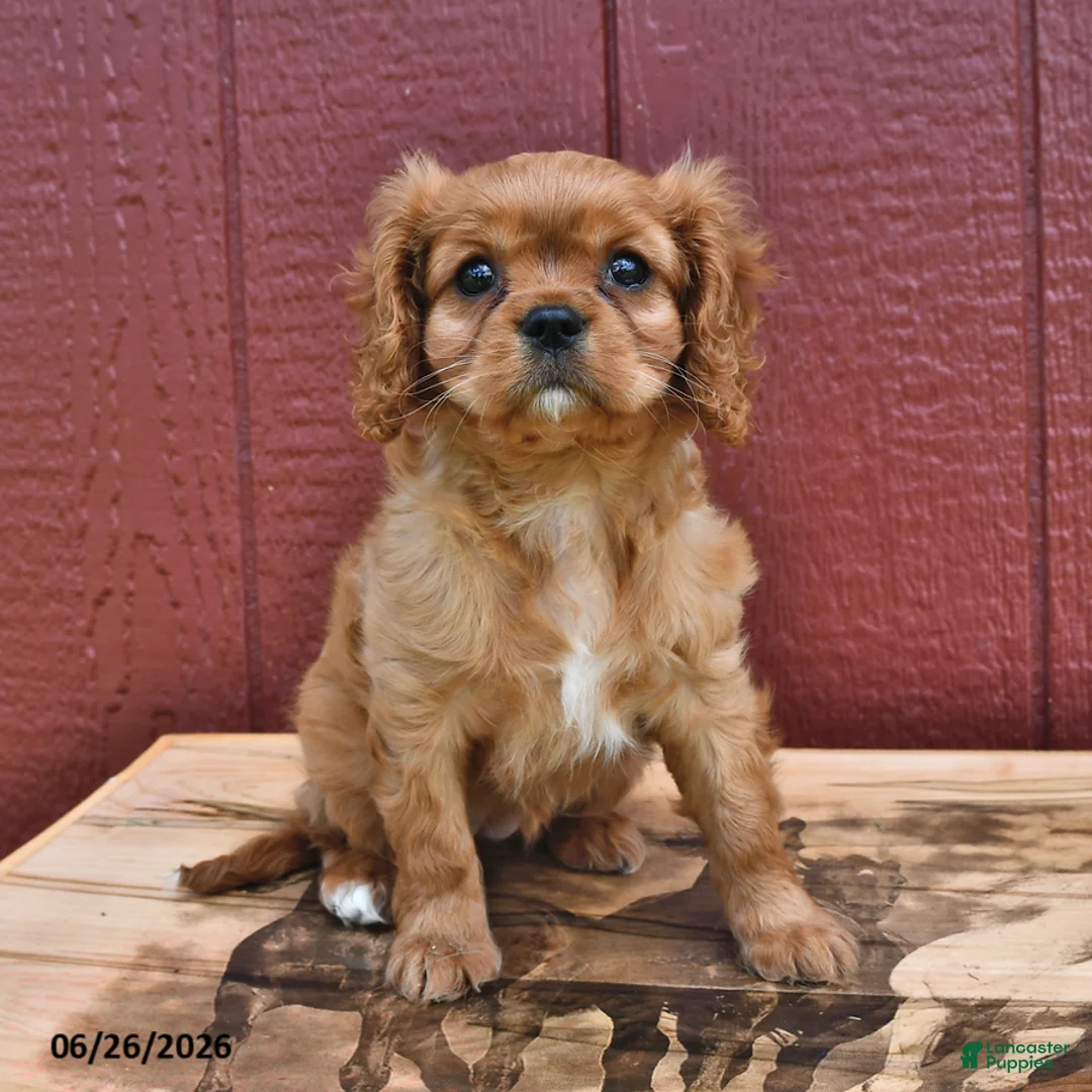 Cavalier King Charles Spaniel dogs for sale: Ginger - Ad 1