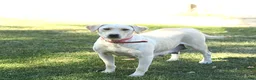 Labrador Retriever dogs for sale: Crystal - Ad 6