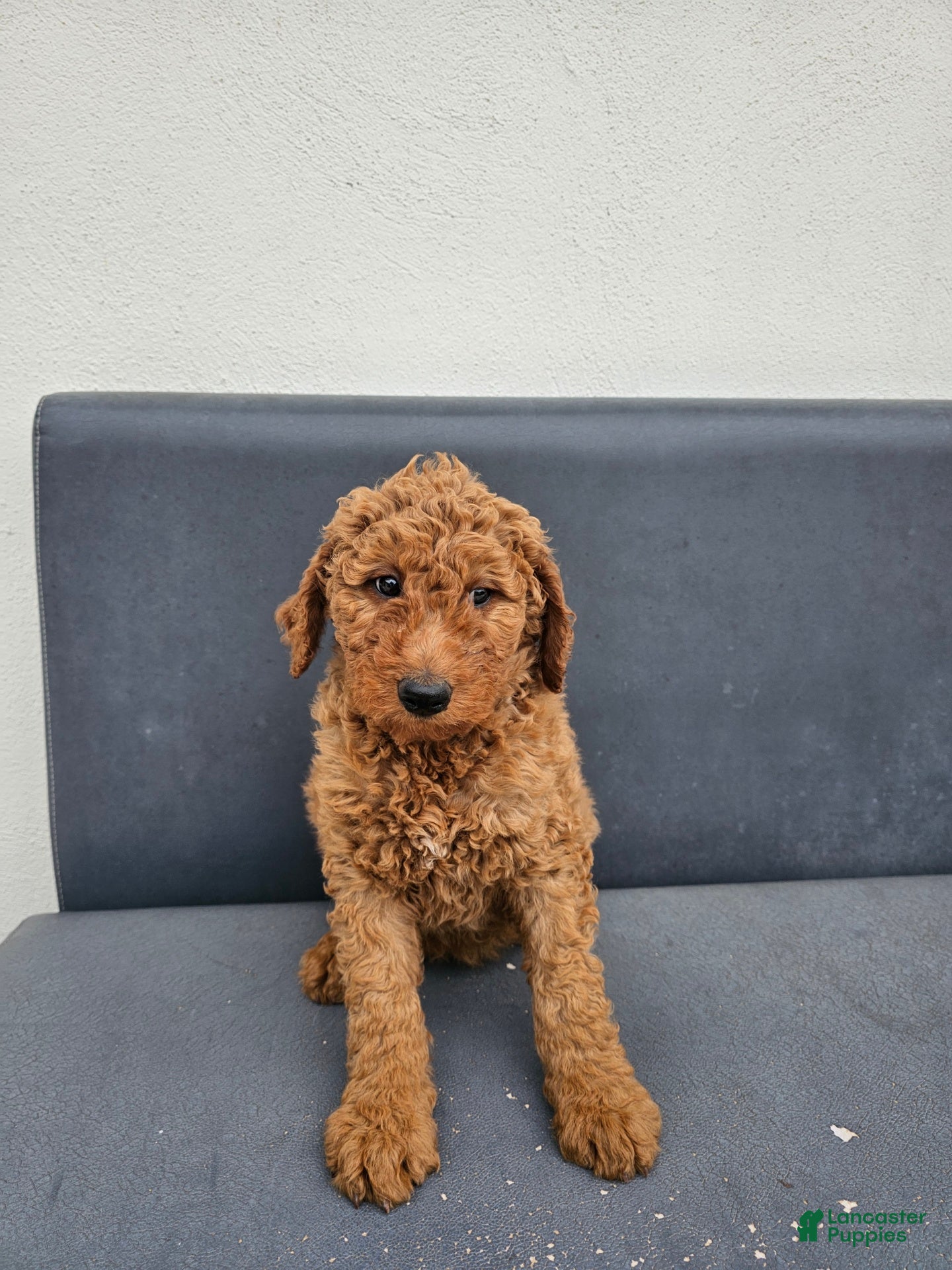 Goldendoodle dogs Goldendoodle Puppy 2 - Ad 1