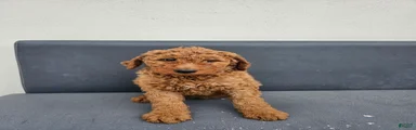 Goldendoodle Puppy 2